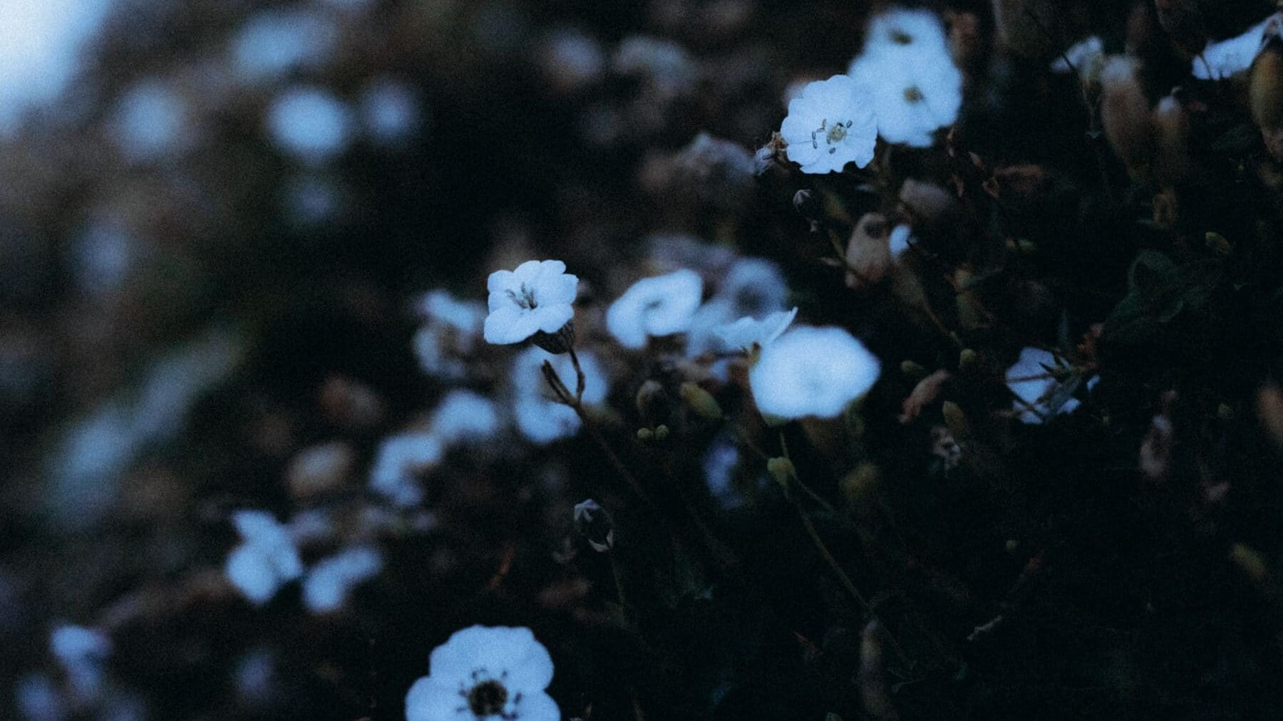 Petites fleurs blanches en gros plan, photographie nature et poésie visuelle