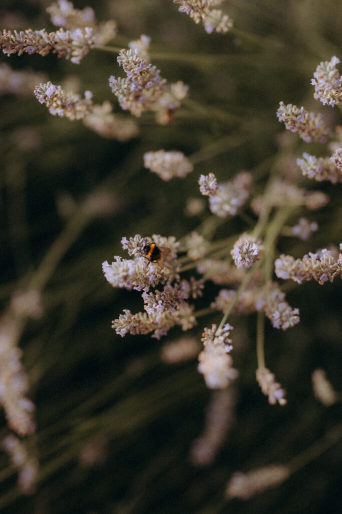 Fleurs de lavande et abeille, poésie visuelle et mariage intimiste
