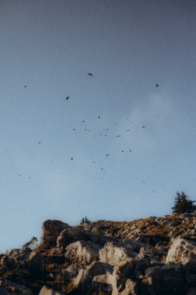 Vol d'oiseaux dans le ciel bleu au-dessus du Charmant Som, Chartreuse