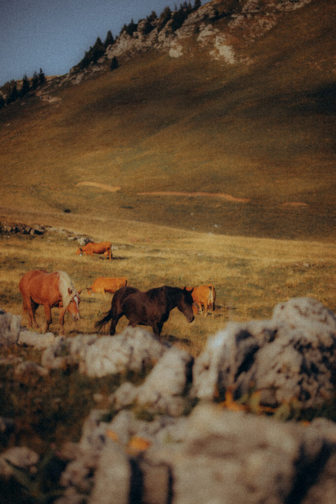 Chevaux en liberté dans les alpages du Charmant Som, massif de la Chartreuse