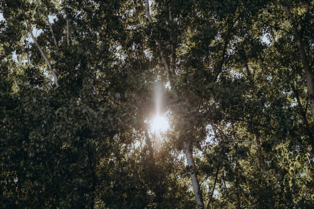 Lumière du soleil à travers les arbres, contre-jour atmosphérique, séance photo nature
