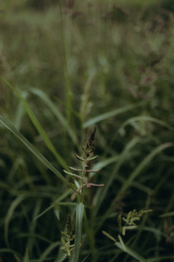 Détail d'herbes folles en gros plan, texture végétale, séance lifestyle nature