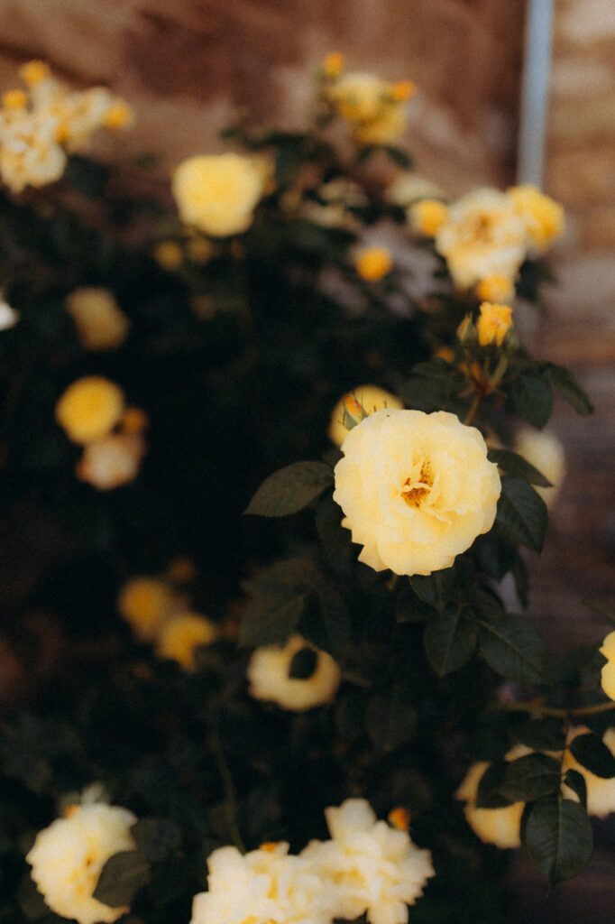 Roses jaunes en gros plan dans le jardin du domaine