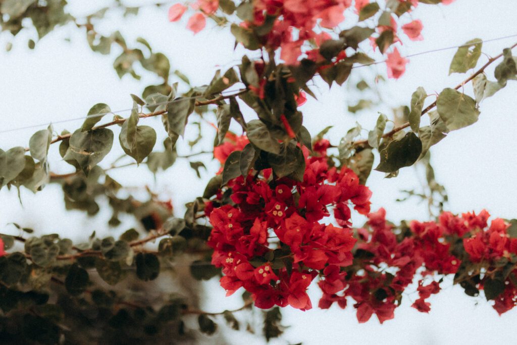 Fleurs rouges de bougainvillier en gros plan