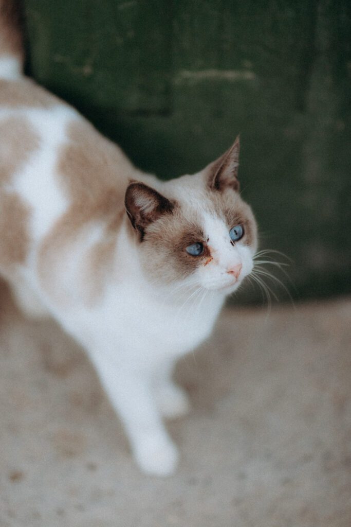 Chat blanc et beige aux yeux bleus dans la cour du restaurant